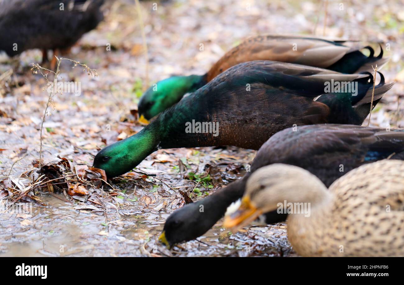 beautiful duck with a drake head and beak swims on the water close-up photo Stock Photo