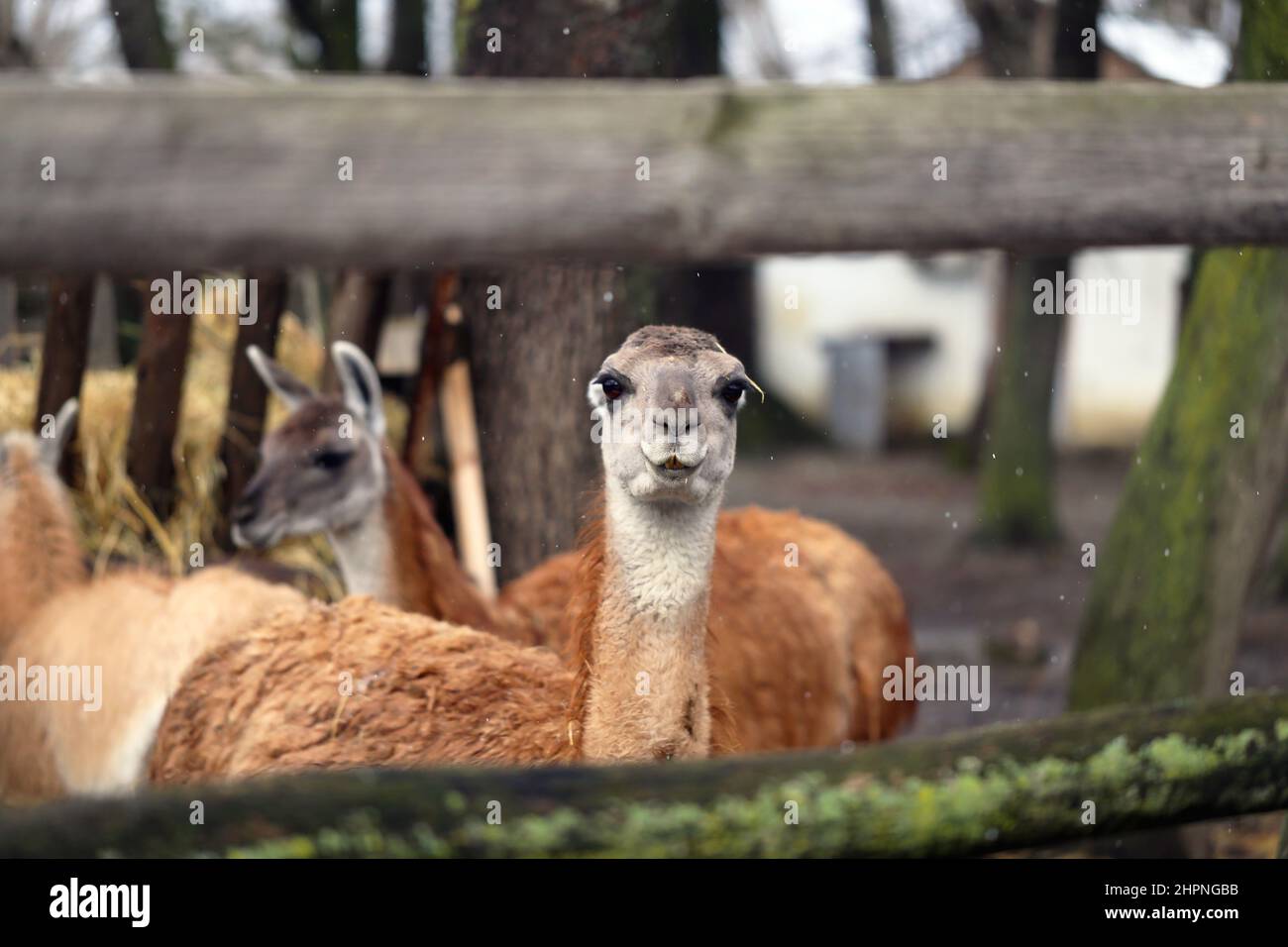 Llama is a South American mammal from the camel family, domesticated by Indians Stock Photo