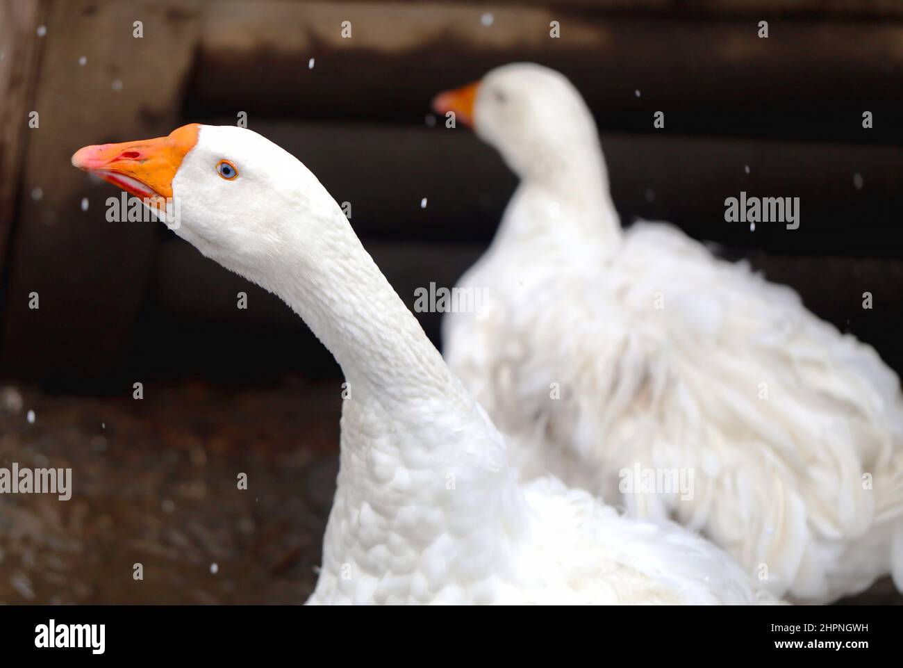 Beautiful white geese photographed close-up on a dark background Stock Photo