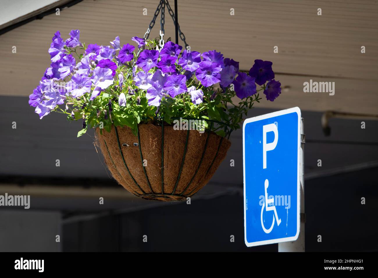 Hanging flower baskets in front of shops, Marton, Rangitikei, North Island, New Zealand Stock Photo