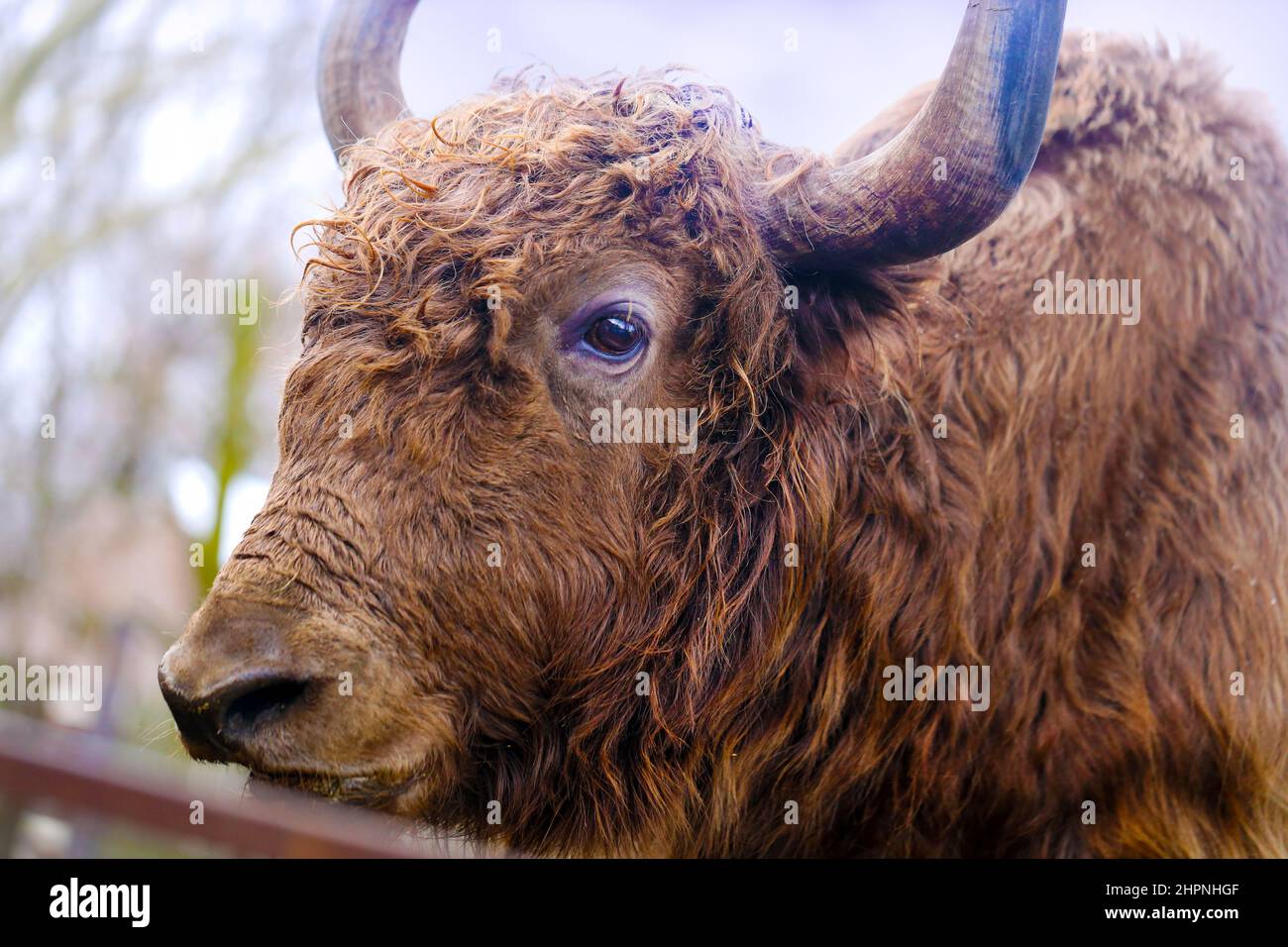 beautiful portrait of a cow animal big Yak artiodactyl mammal from the genus of real bulls Stock Photo