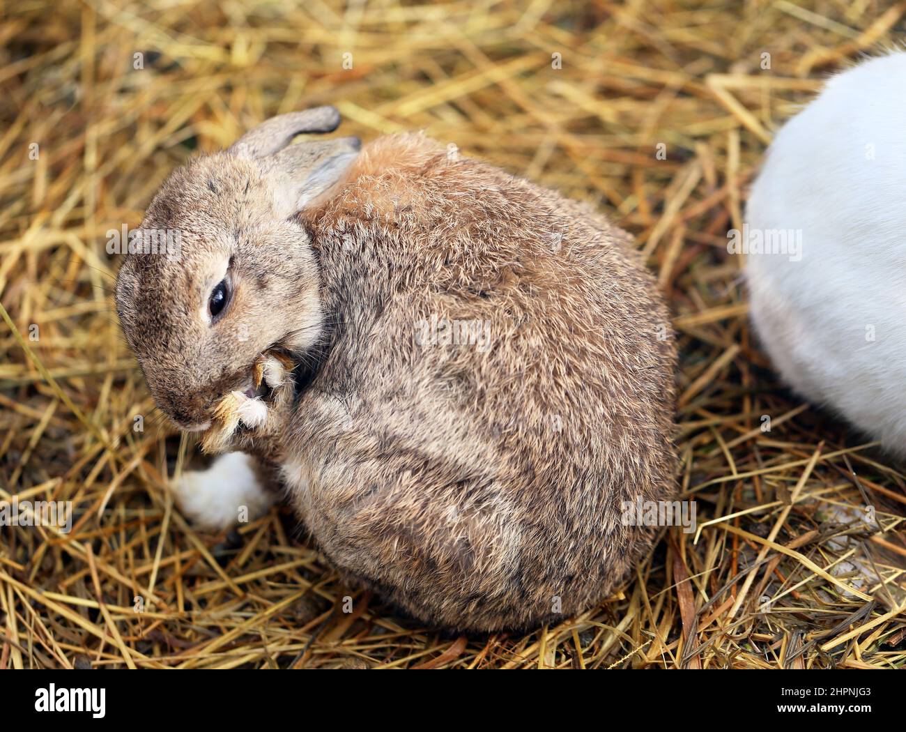 beautiful gray rabbit is lying on the hay photographed in close-up Stock Photo