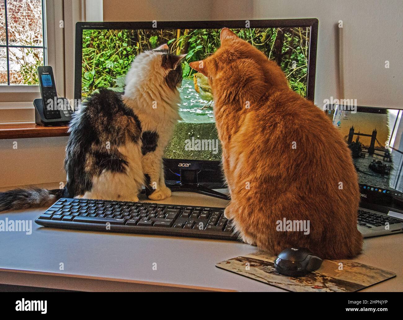 Cats watching bird on Cat Tv Stock Photo