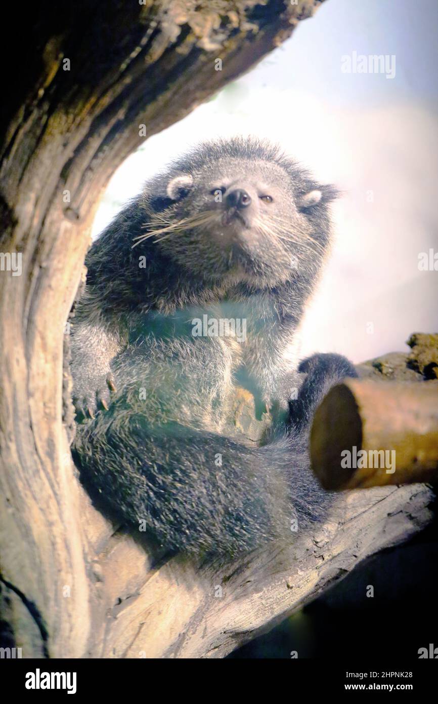 Binturong is a mammal of the viverra family of the order of carnivores sitting on a tree Stock Photo