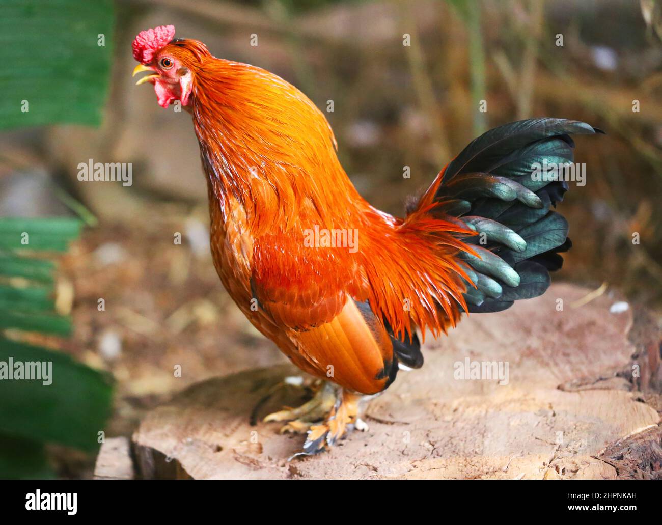 beautiful multicolored red rooster stands on a stump photographed in close-up Stock Photo