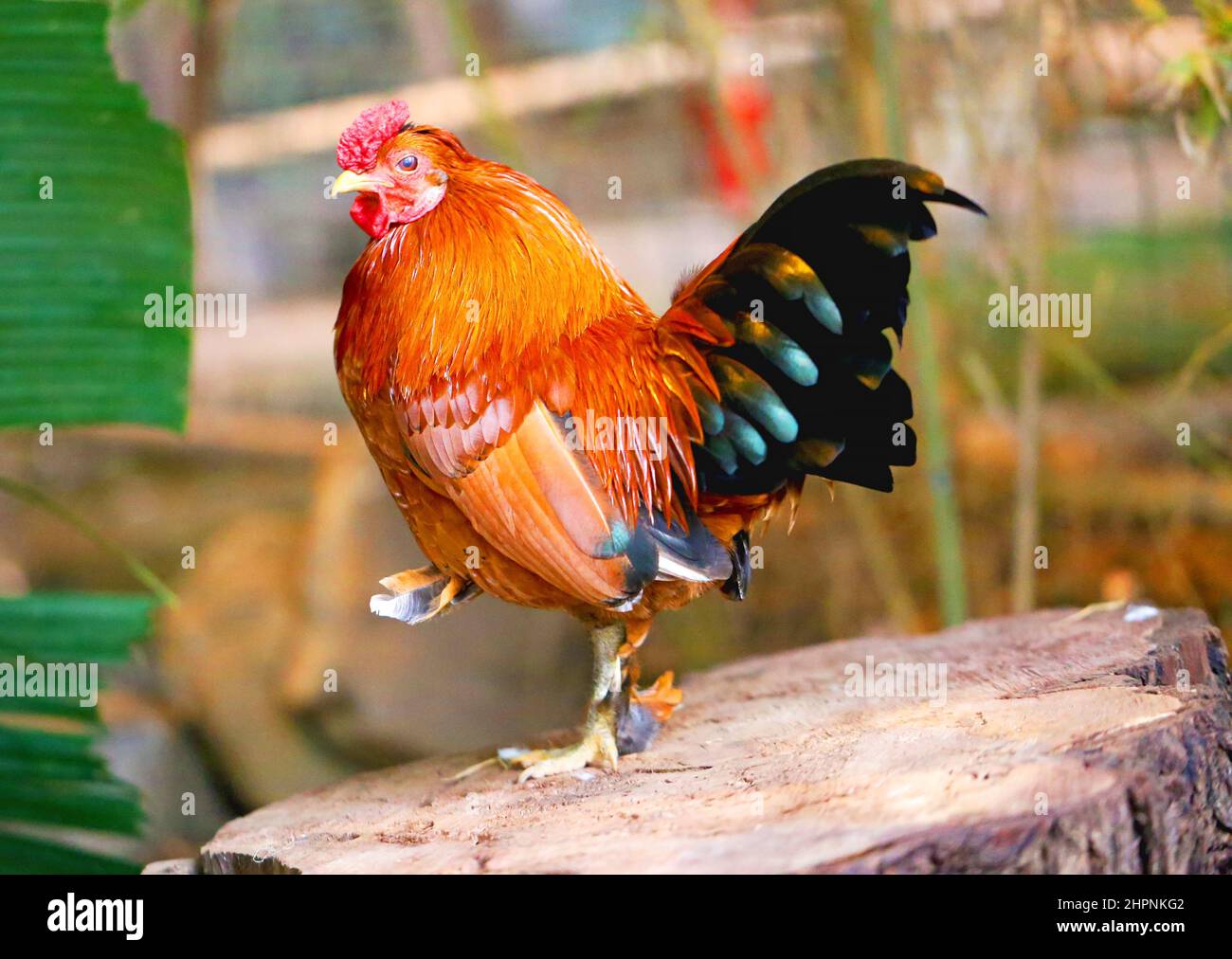 beautiful multicolored red rooster stands on a stump photographed in close-up Stock Photo