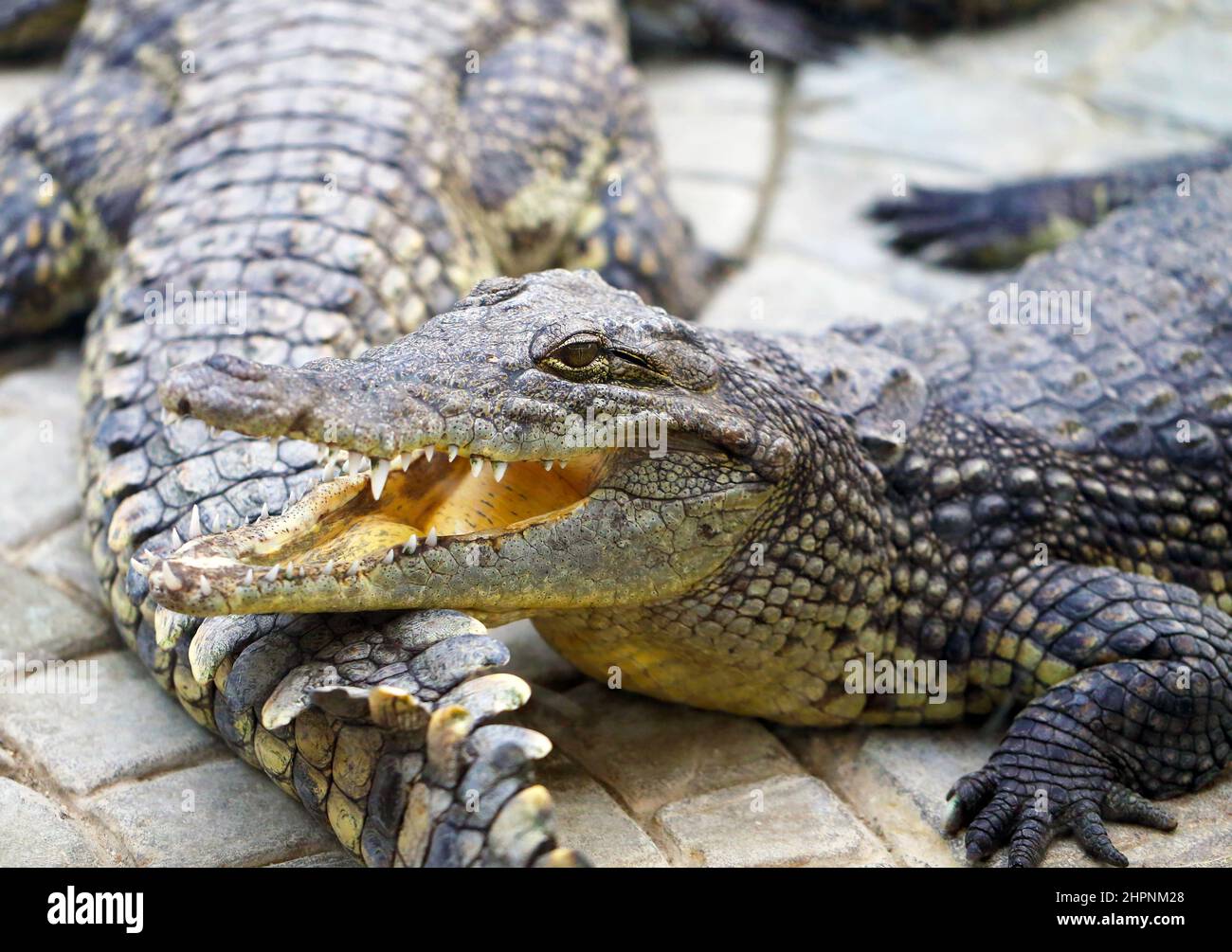Beautiful toothy reptiles crocodiles are standing on the ground photographed in close-up Stock Photo