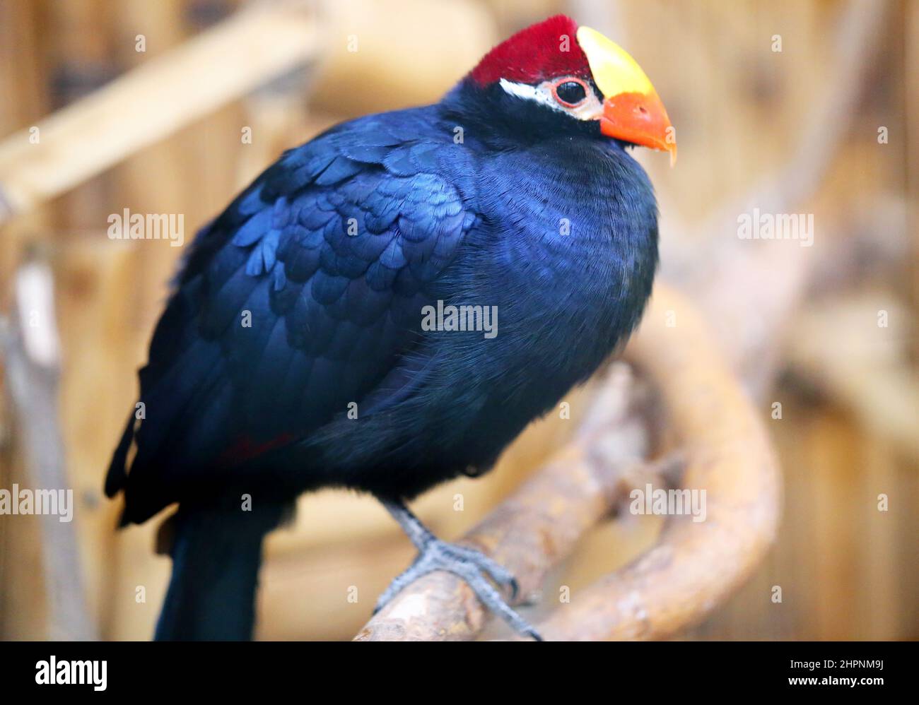 beautiful blue bird phasianidae with a red head and beak photographed in close-up Stock Photo
