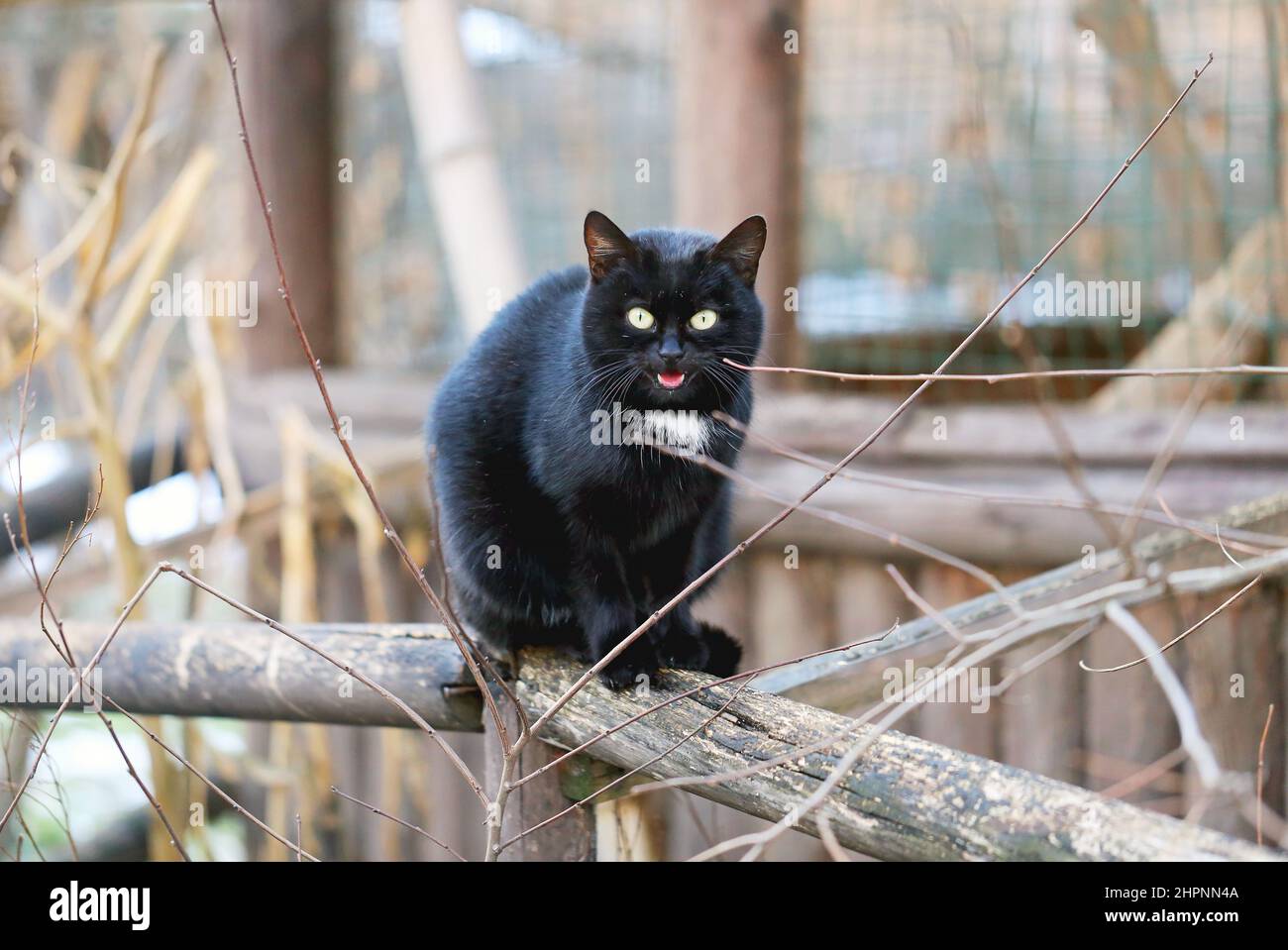 A beautiful black cat sitting on a branch photographed in close up Stock Photo