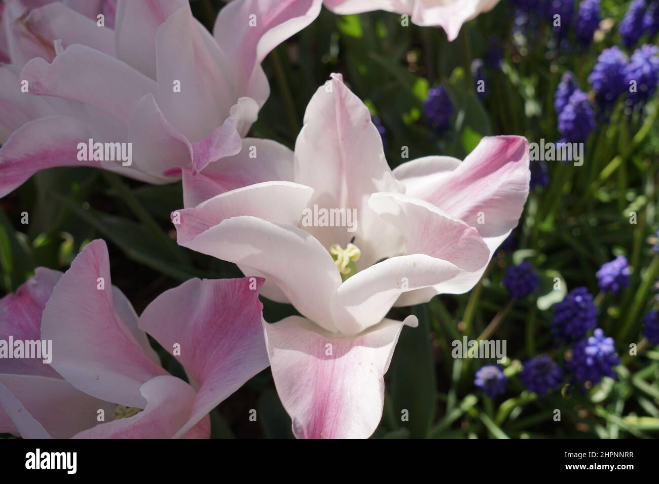 Tulips and flowers Emirgan park Stock Photo