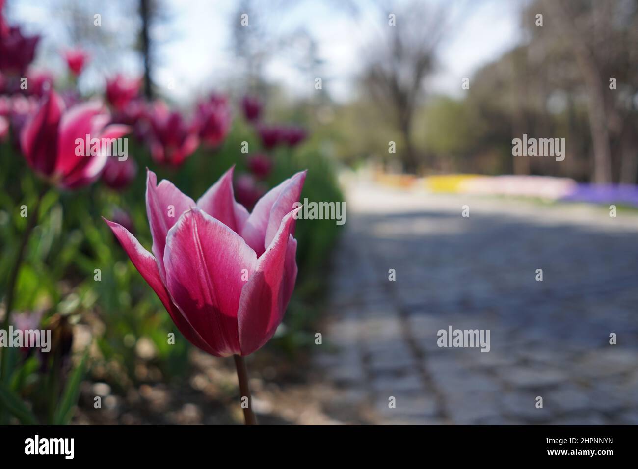 At spring Tulips and flowers Emirgan park Istanbul Stock Photo