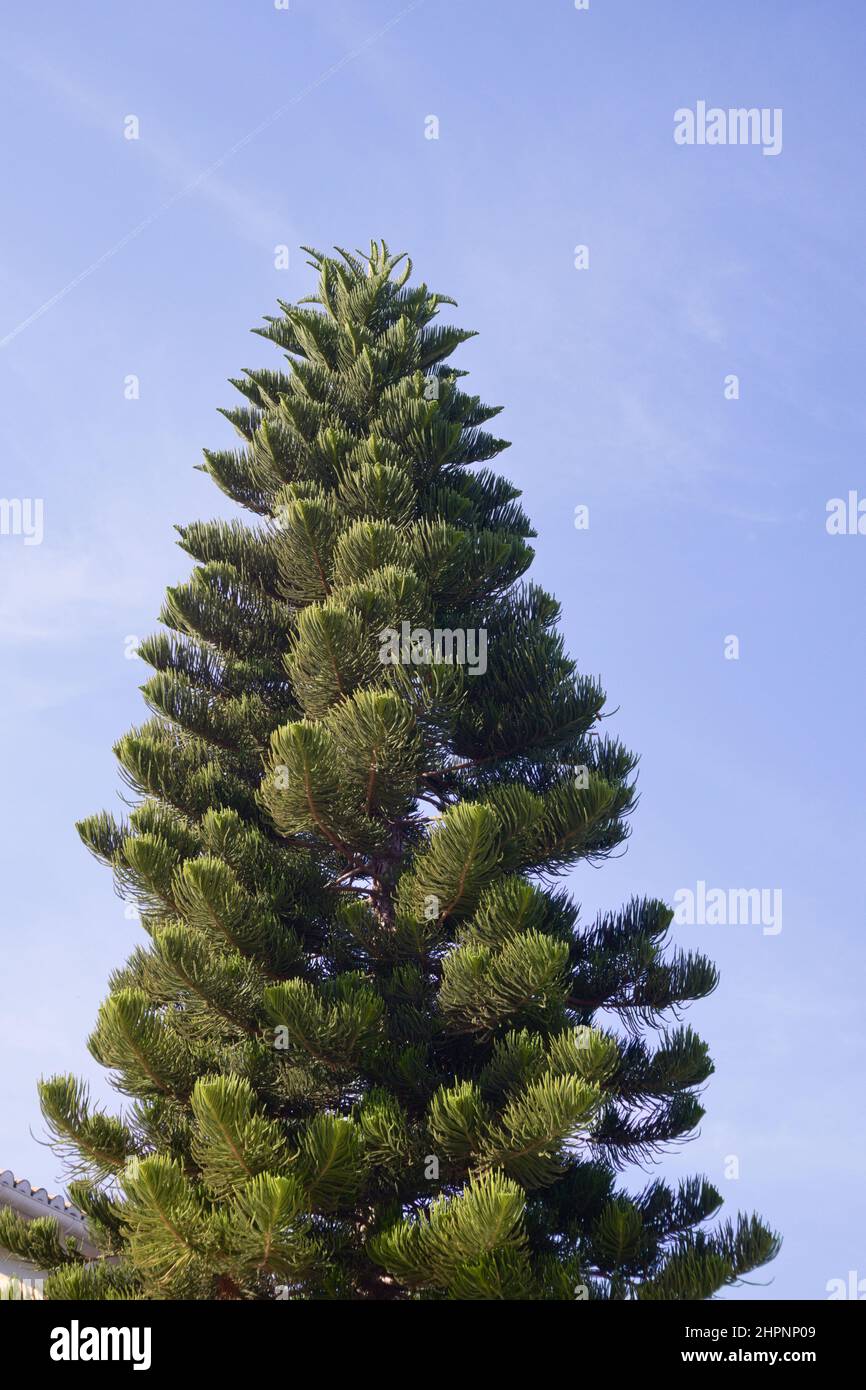View from the ground of a large araucaria araucana tree in a garden in a city with blue sky in the background Stock Photo