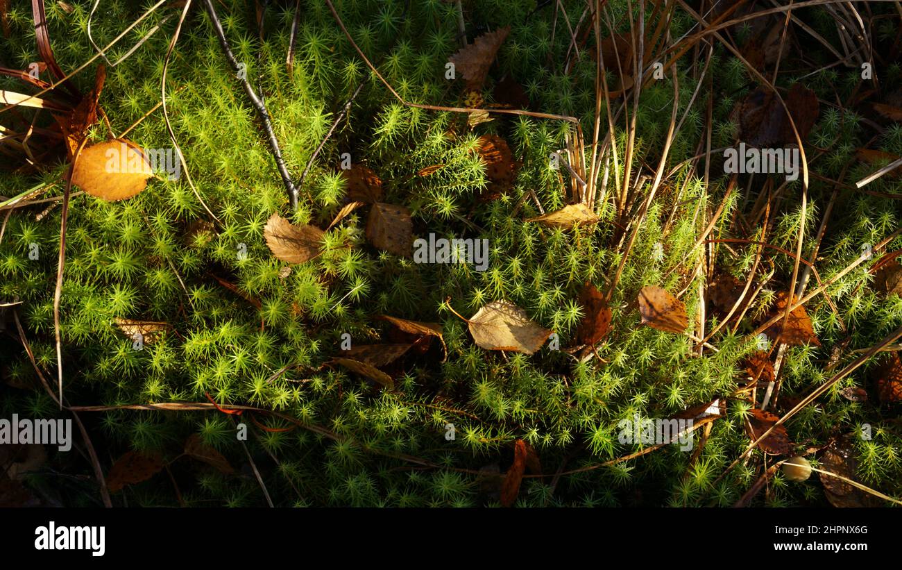 Green forest moss lit by sunbeams with grass and withered leaves Stock Photo