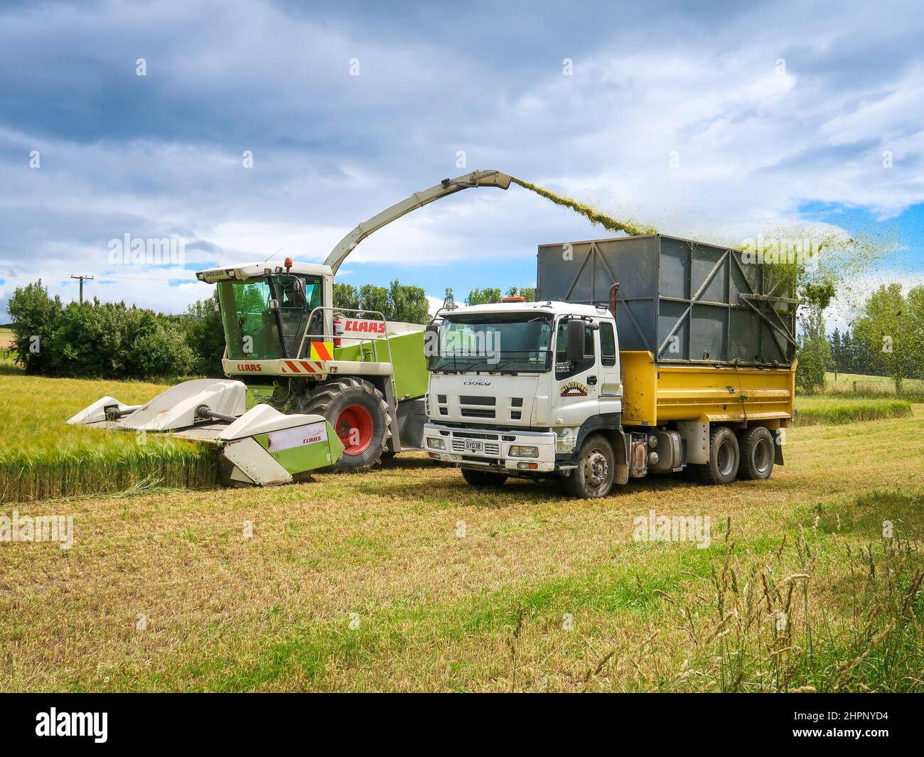North Canterbury, New Zealand, December 27 2021: A whole crop silage chopper harvests barley and unloads when full, into a truck travelling alongside Stock Photo