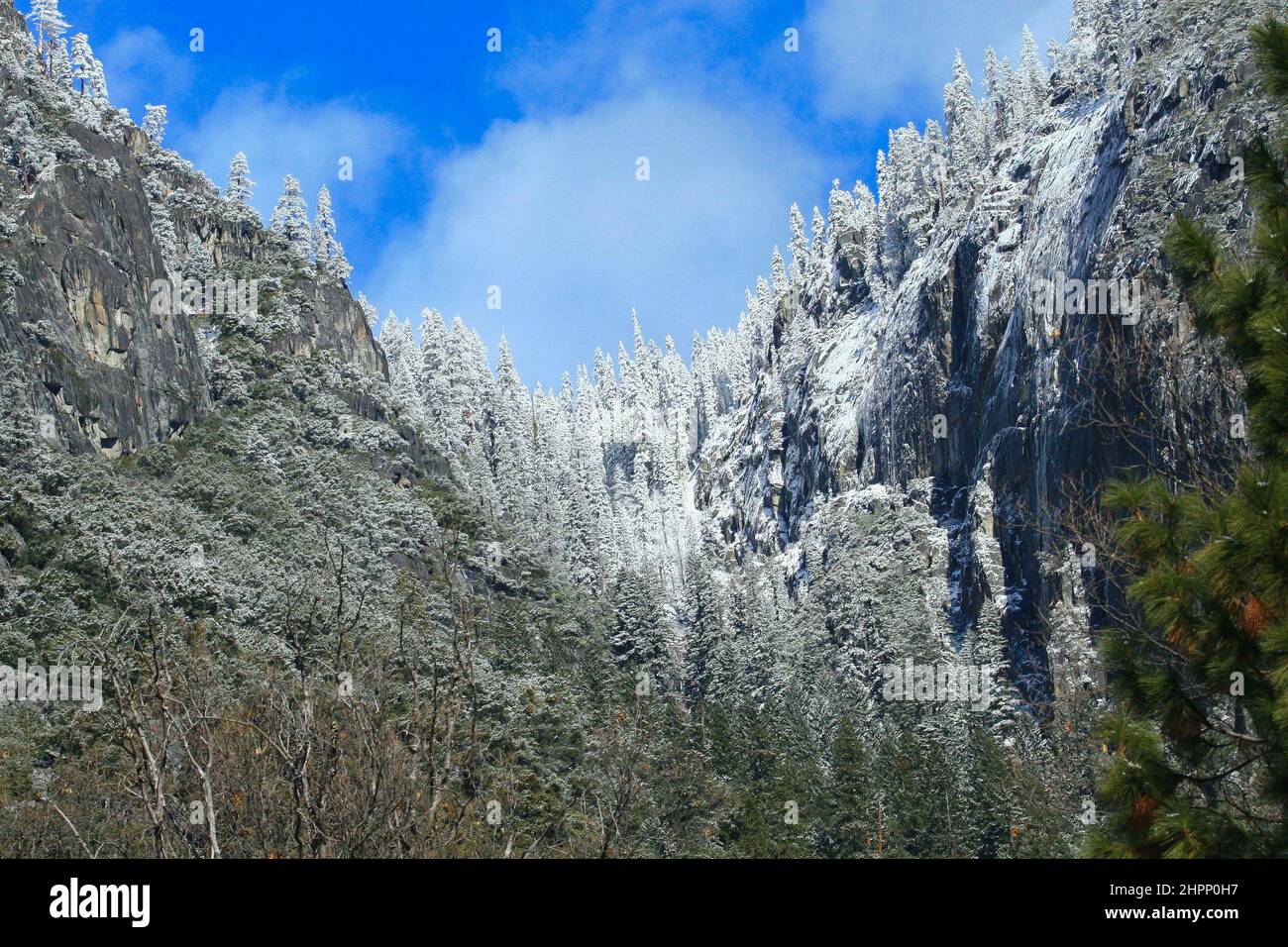 Snow covered mountain pine trees with a vivid blue sky and fluffy white ...