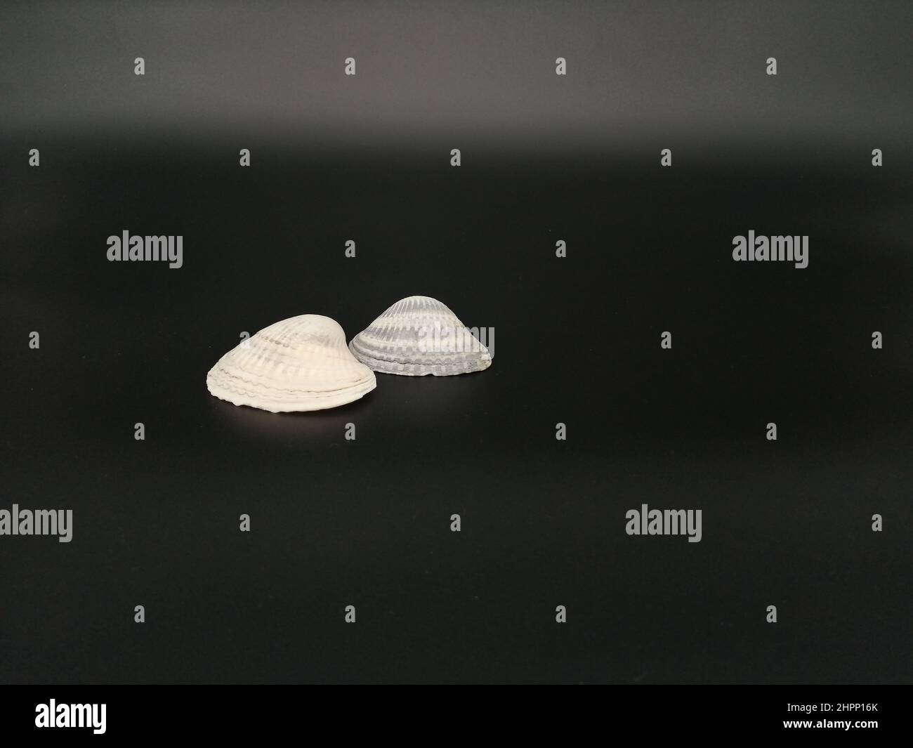 multiple shell profiles hi-res stock photography and... Flat top shells hi-res stock photography and images - Alamy