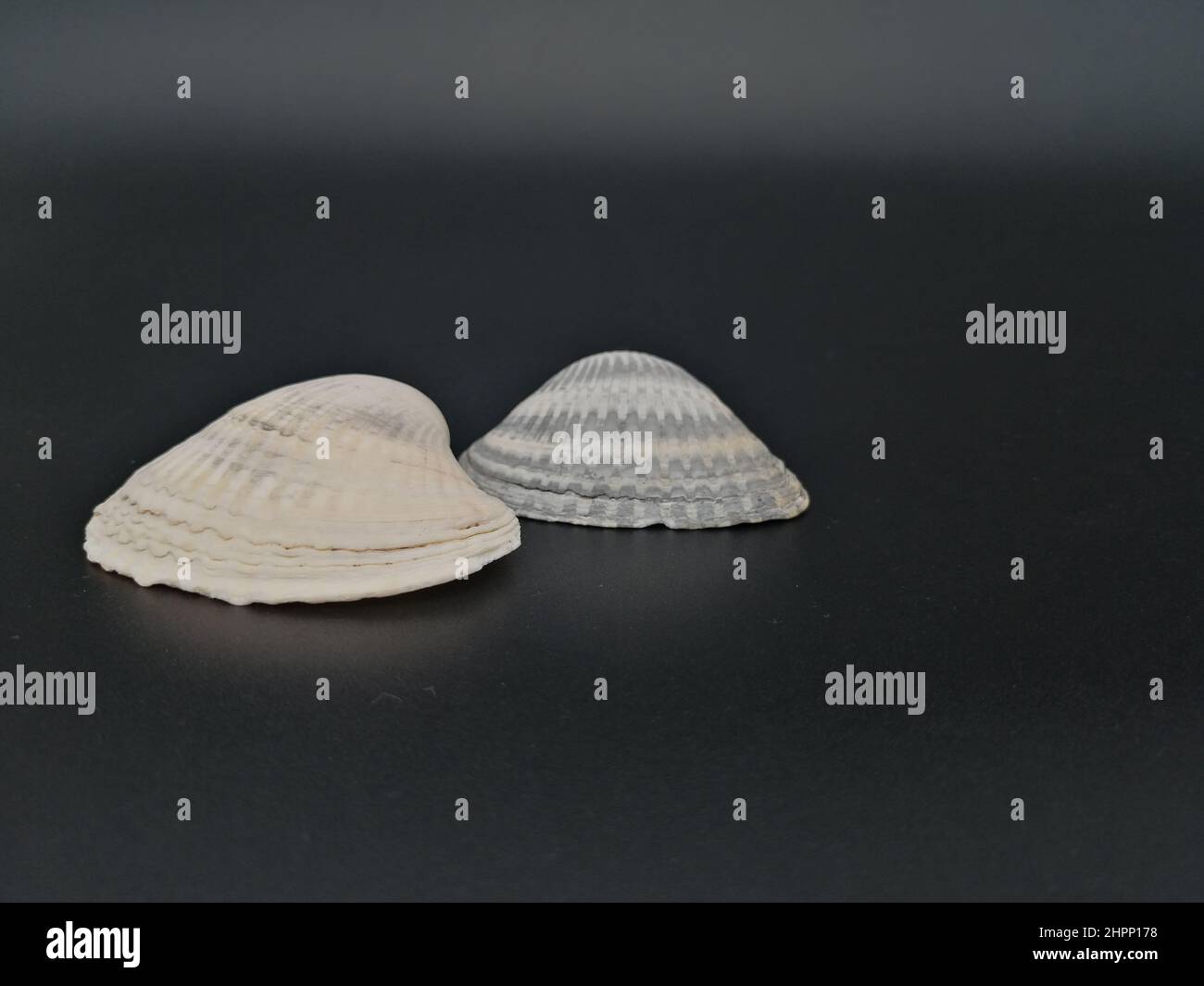 Top two shells hi-res stock photography and images - Alamy