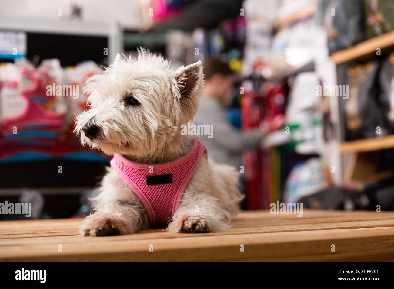 West highland terrier dog sitting in Stock Photo Alamy