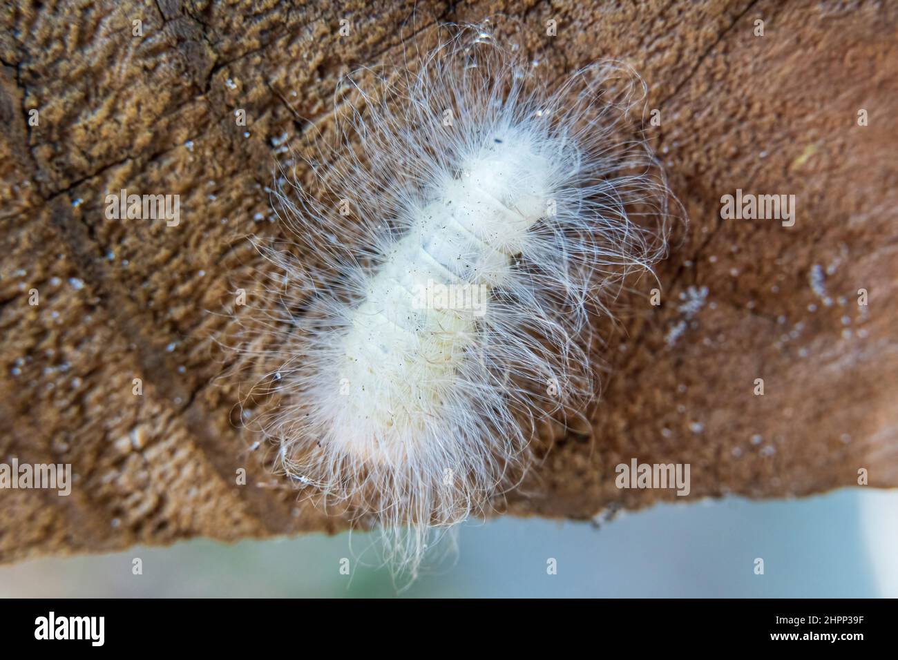 Black-waved flannel moth caterpillar (Megalopyge crispata), macro - Tree Tops Park, Davie, Florida, USA Stock Photo