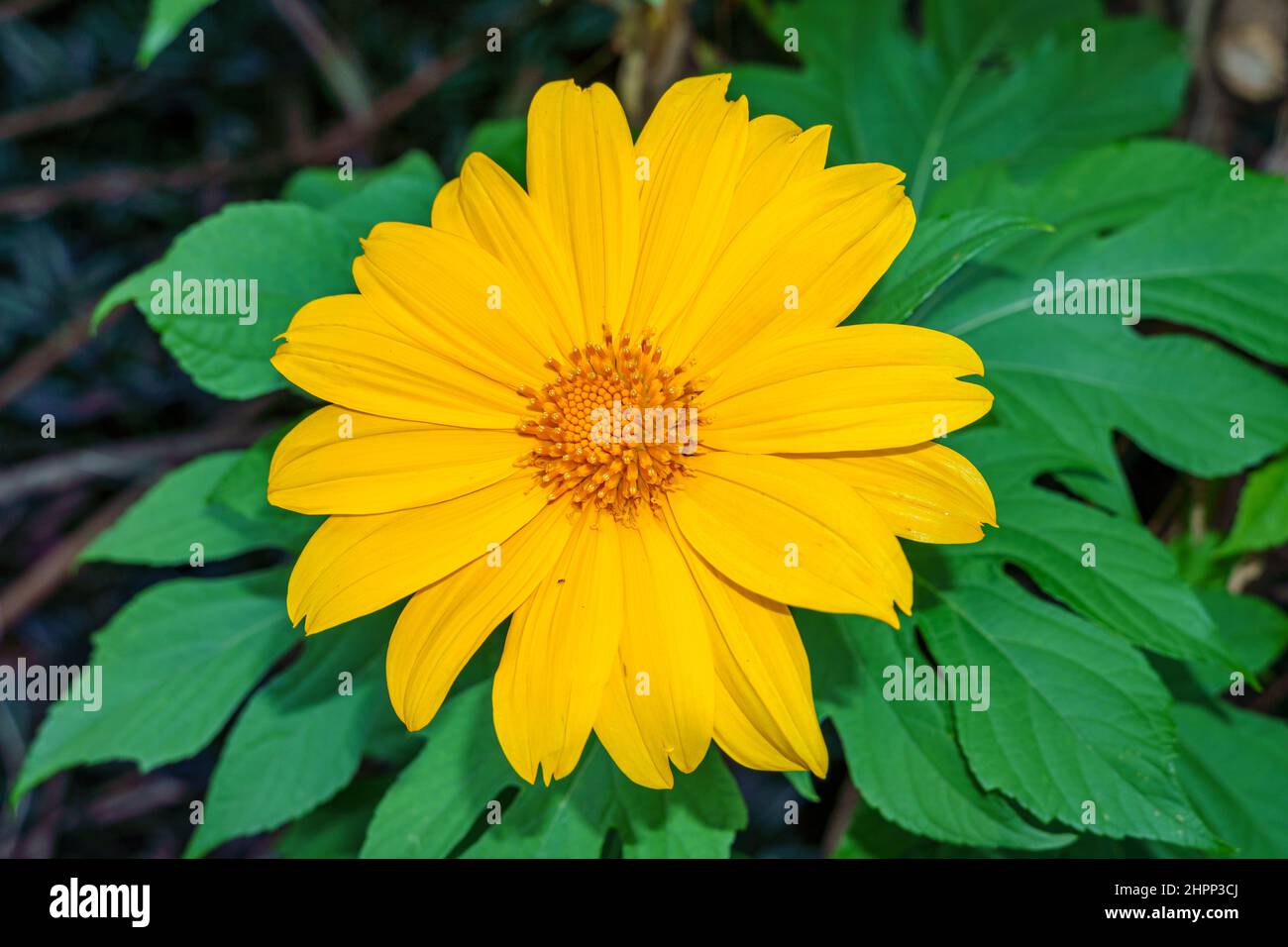 Mexican sunflower a.k.a. tree marigold (Tithonia diversifolia) - Tree Tops Park, Davie, Florida, USA Stock Photo