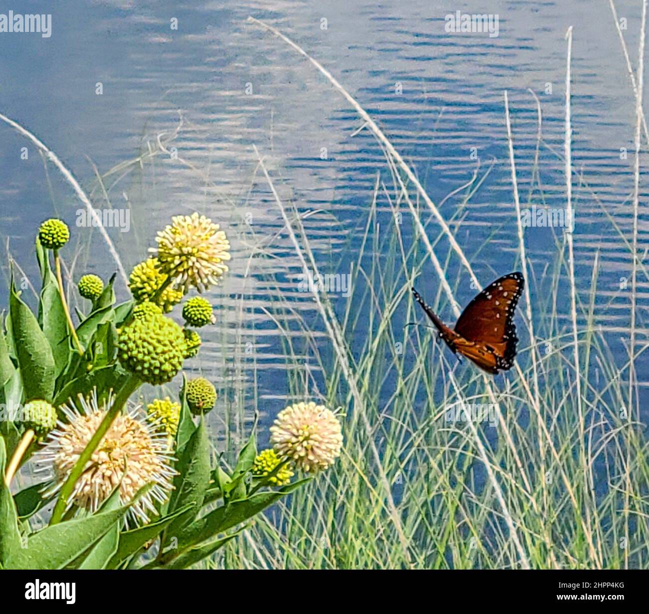 Beautiful monarch butterfly flying to flowers Stock Photo Alamy