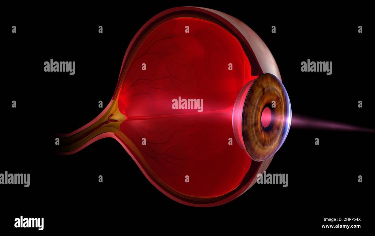 Human eye anatomy, illustration Stock Photo - Alamy