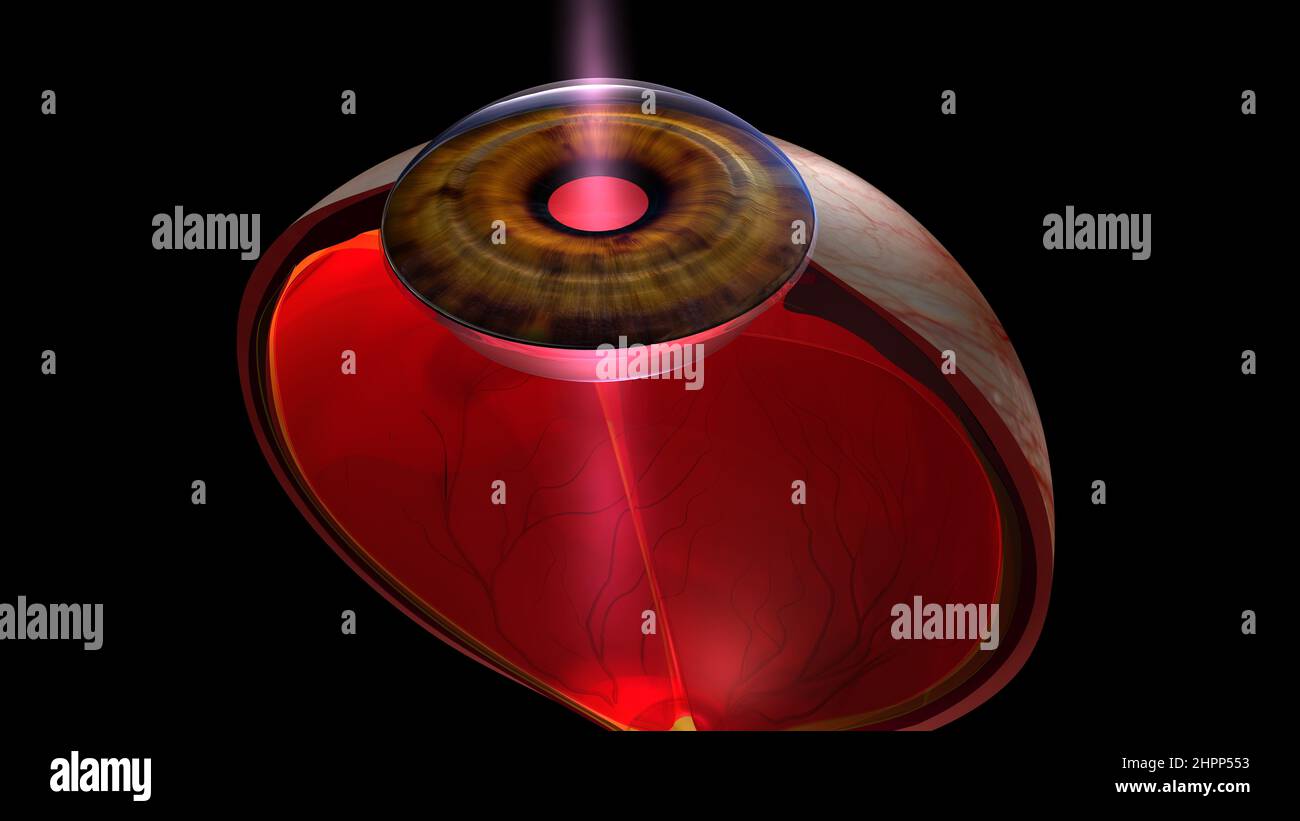 Light entering human eye, illustration Stock Photo Alamy