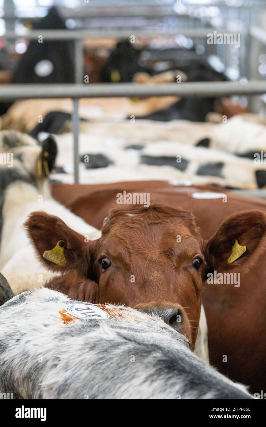 Cattle at a beef breeding sale at an auction mart in Cumbria, UK Stock