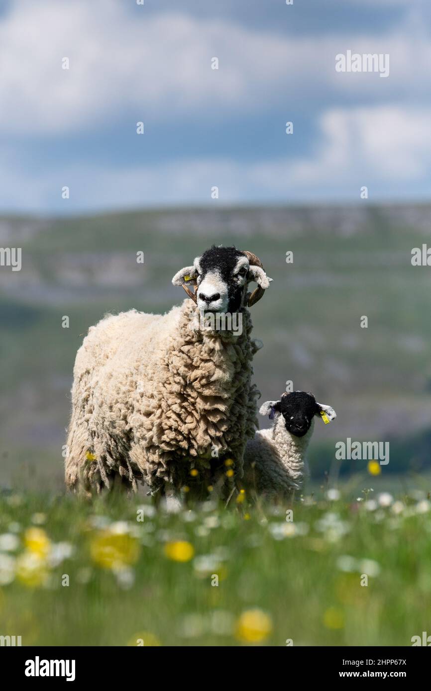 Swaledale ewe with lamb in a wildflower meadow in early summer, Wensleydale, North Yorkshire, UK. Stock Photo