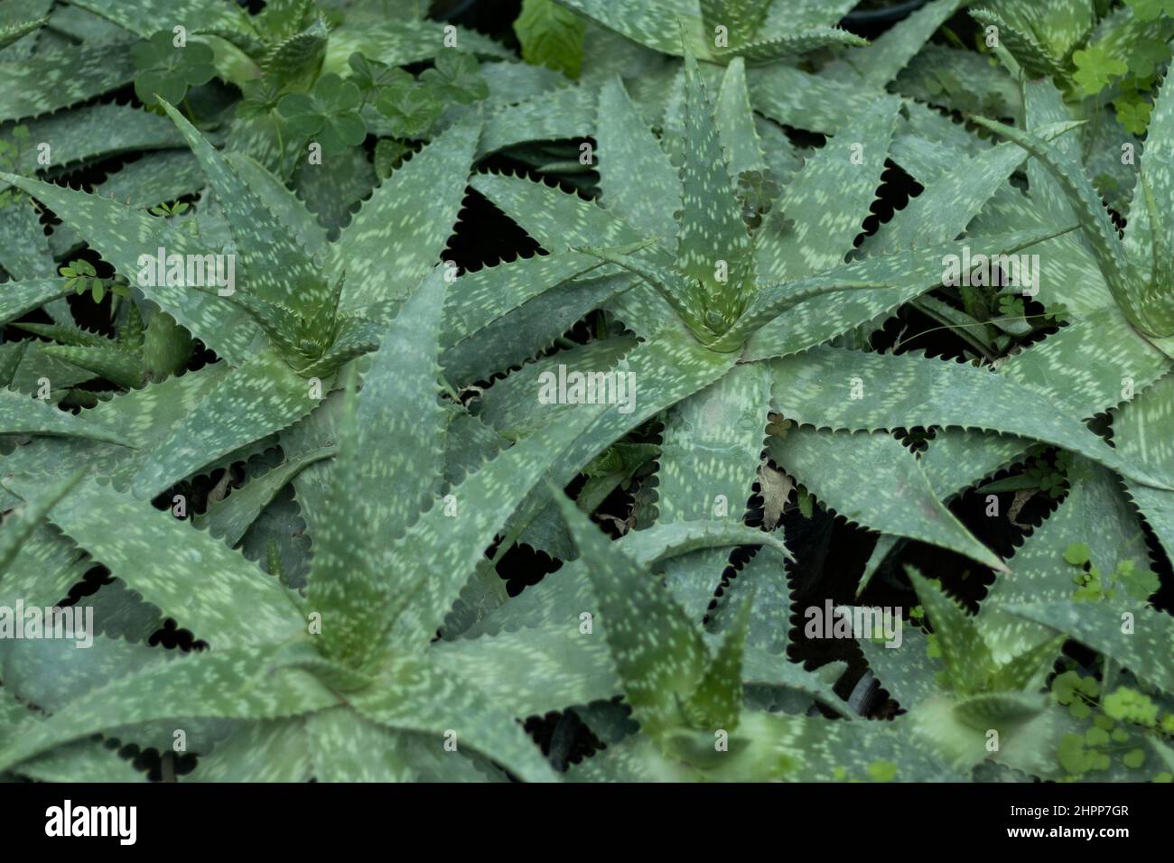Aloe Vera succulents closeup view Stock Photo