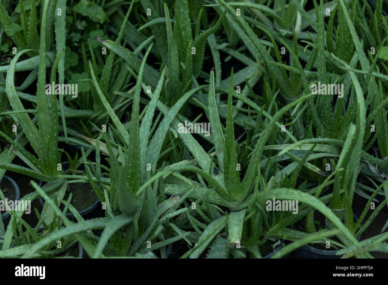 Healthy Fresh Aloe Vera plants Stock Photo