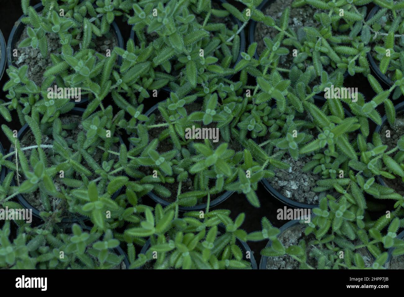 Delosperma echinatum, pickle plant or ice plant Stock Photo