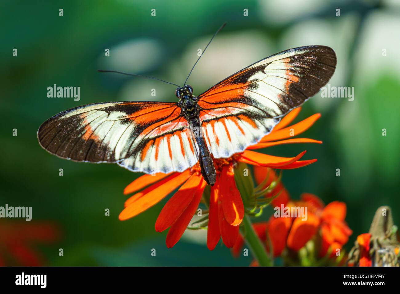 Postman butterfly (Heliconius melpomene) Stock Photo
