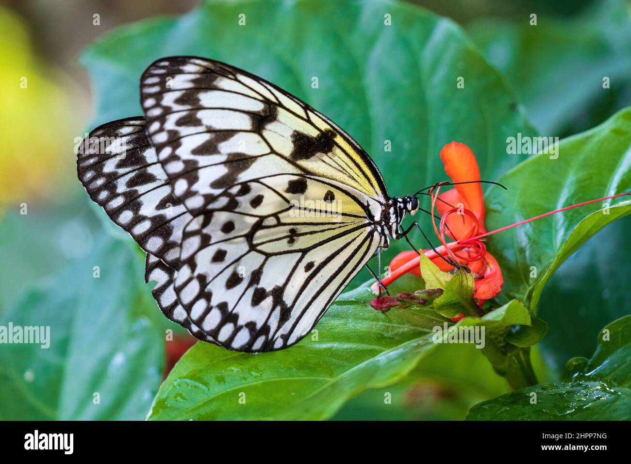 Paper kite a.k.a. rice paper butterfly (Idea leuconoe) Stock Photo
