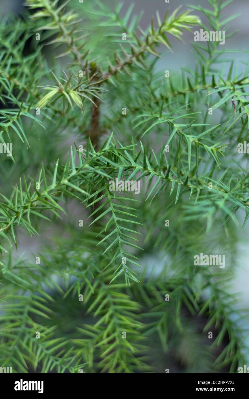 Araucaria cunninghamii plant closeup view Stock Photo
