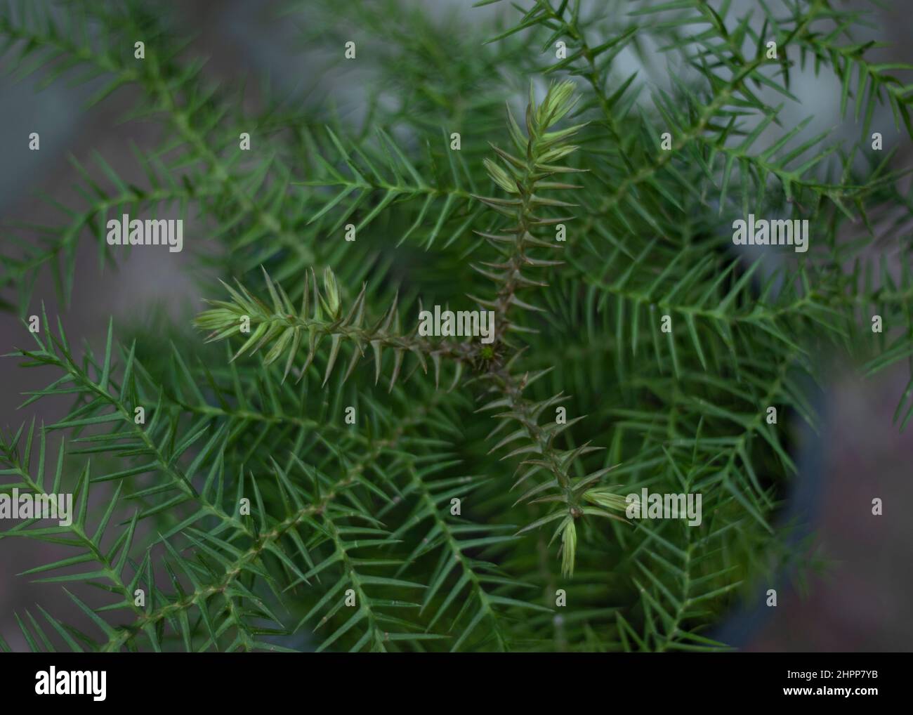 Araucaria cunninghamii colonial pine closeup topview Stock Photo