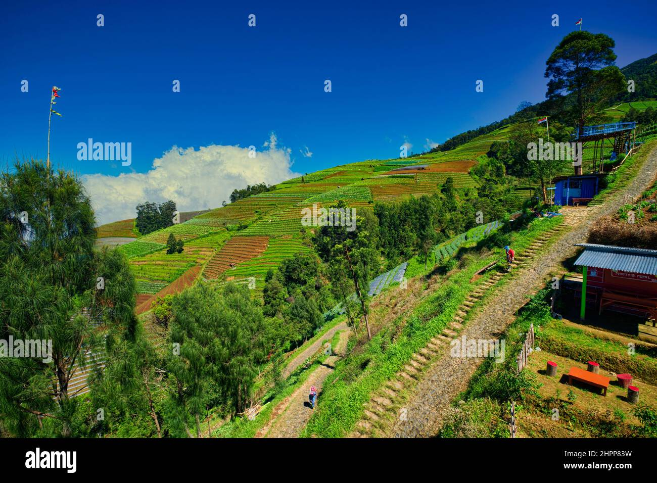 Farming in the Butuh village, Kaliangkrik Taken @Magelang, Central Java ...