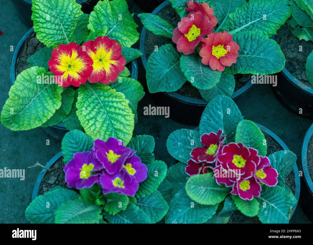 Primrose flowering plants top angle view Stock Photo