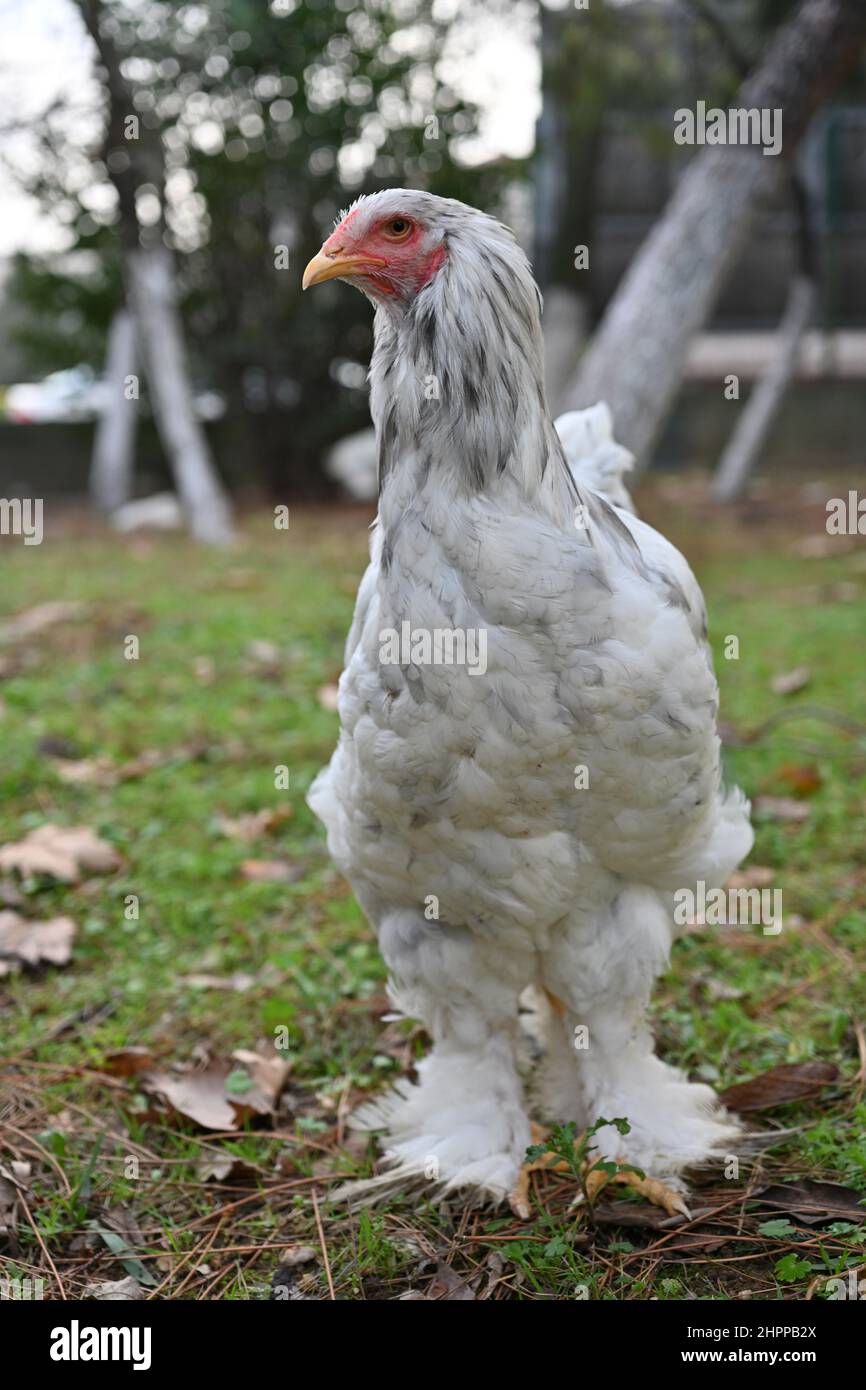 There are several chicken breeds having solid white as the most typical plumage color, such as Leghorn, Dorking, Bresse Gauloise, Polish, Wyandotte an Stock Photo