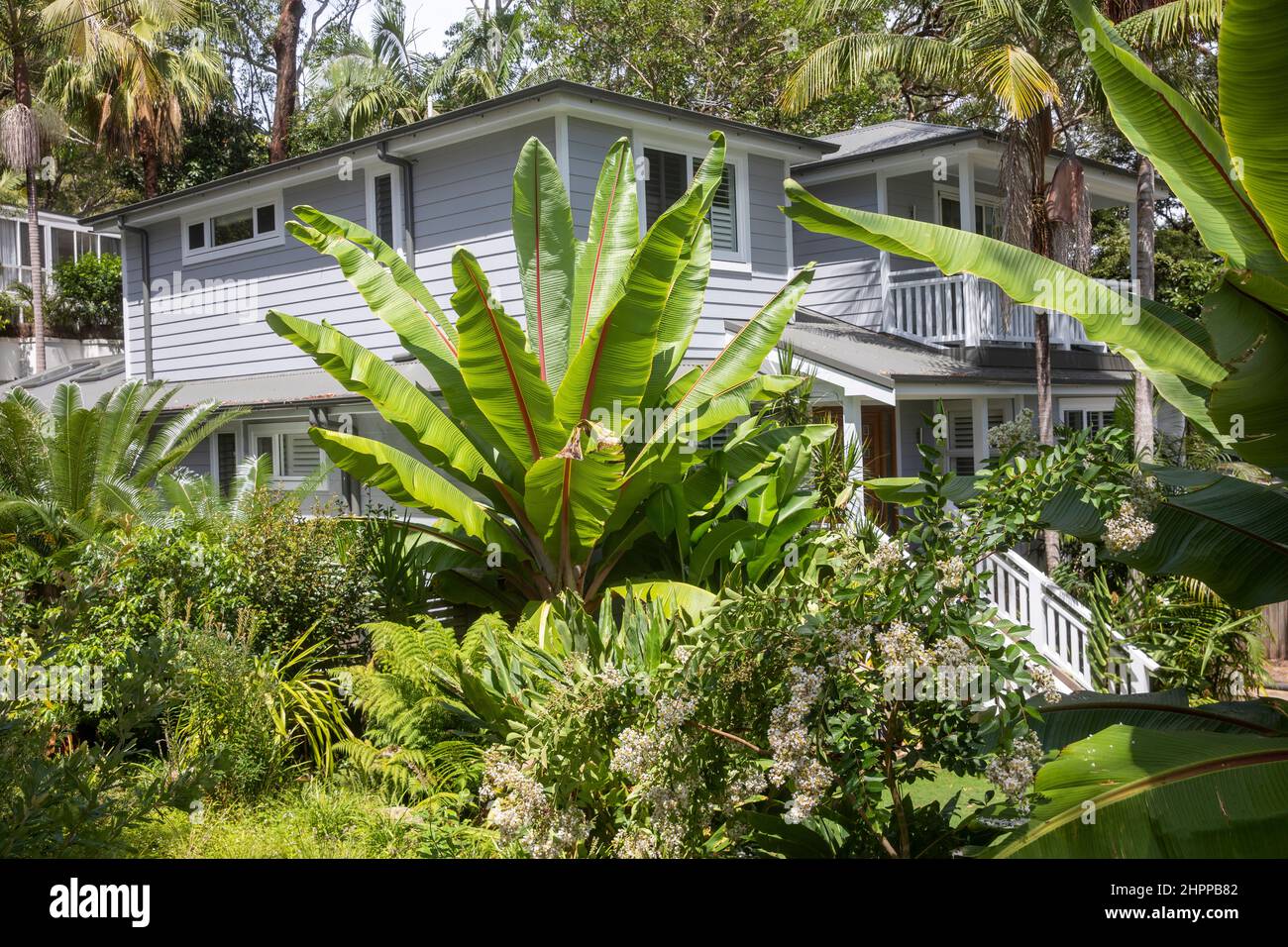 Abyssinian banana palms in a Sydney garden with house in background, property released,Sydney,NSW,Australia Stock Photo