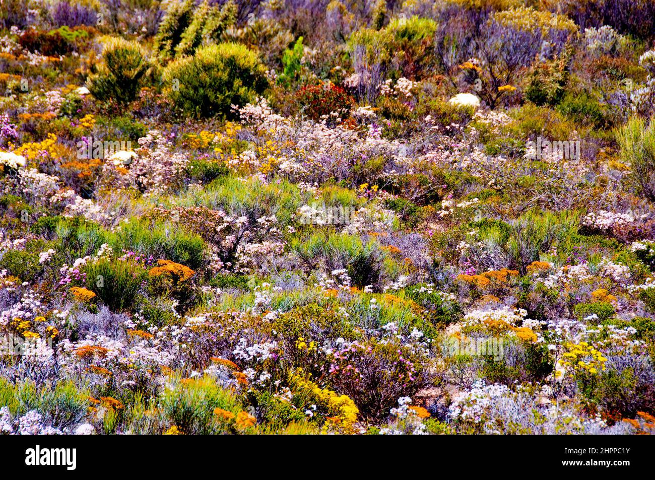 Spring Wildflowers Western Australia Stock Photo Alamy
