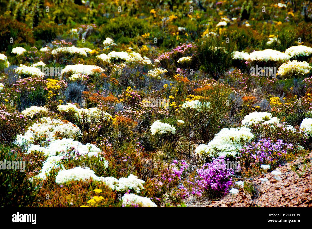 Spring Wildflowers - Western Australia Stock Photo