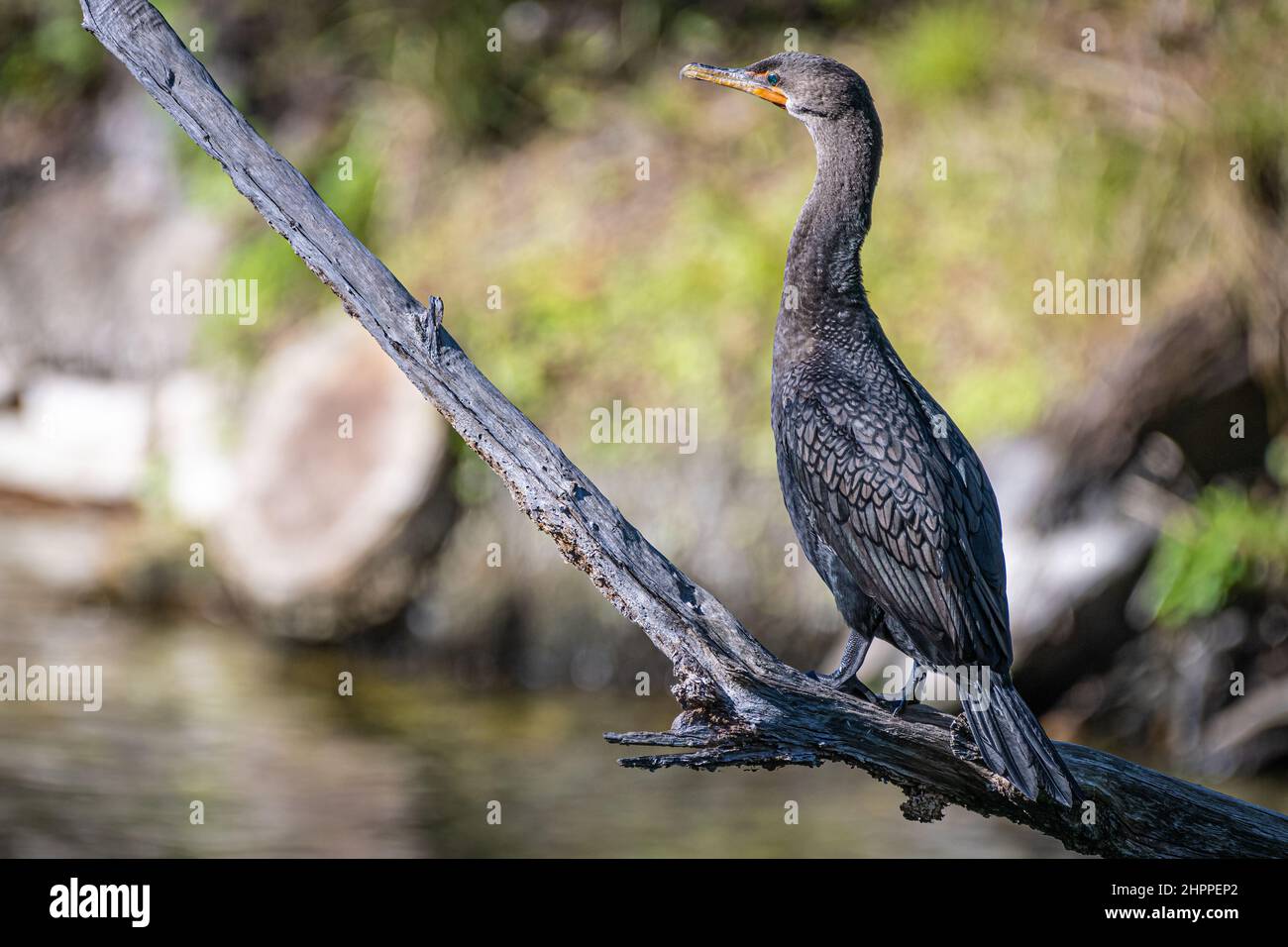 Doublecrested cormorant (Nannopterum auritum) perched on a limb at
