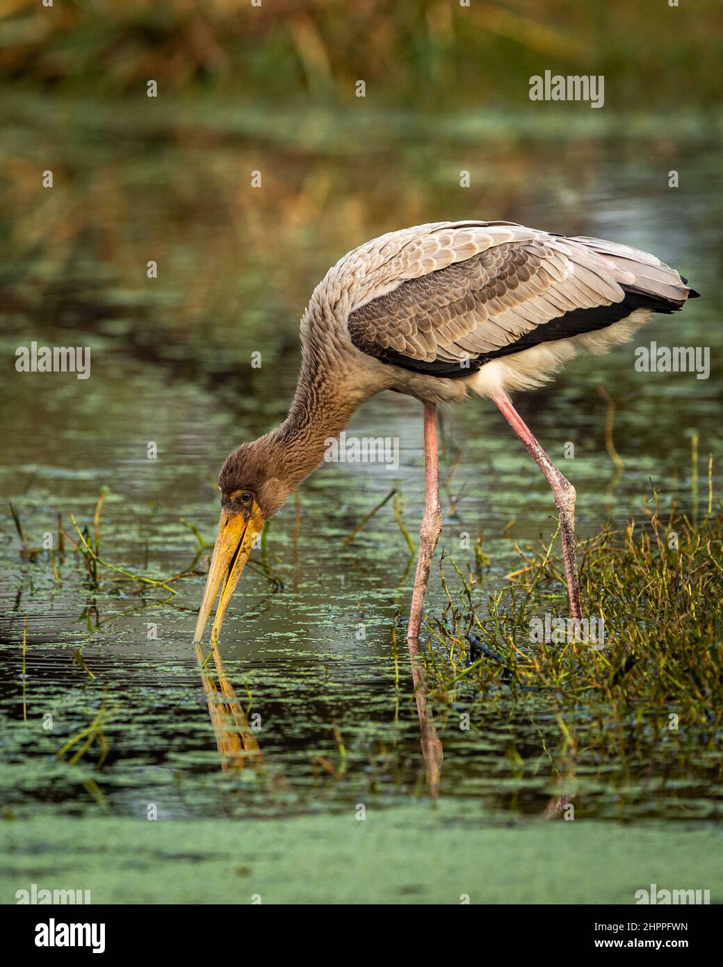painted storks or Mycteria leucocephala juvenile bird portrait or closeup with reflection in water in colorful scenic background at keoladeo bharatpur Stock Photo