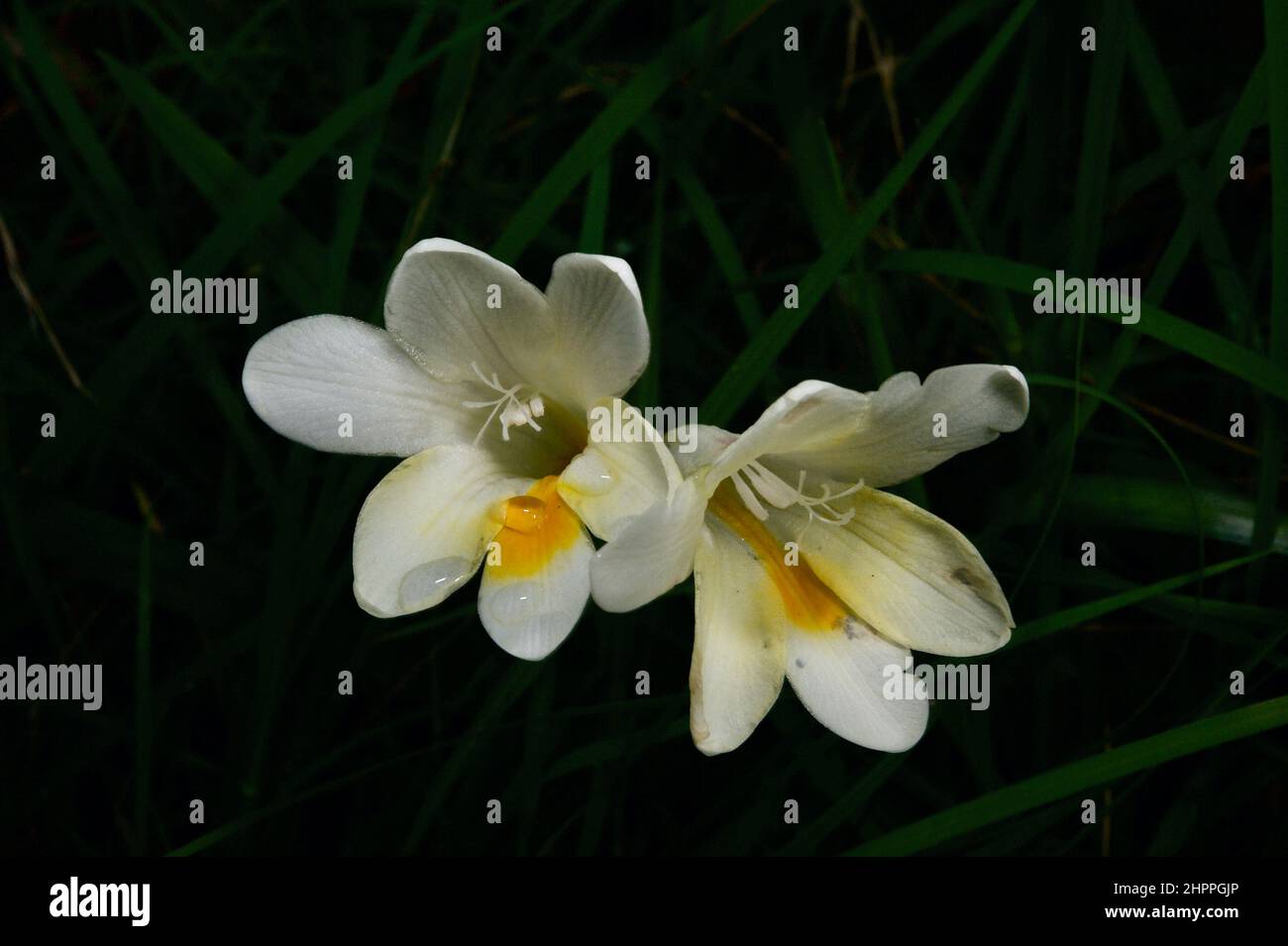 Jonquils (Narcissus Jonquilla) are not an Australian native, but are a