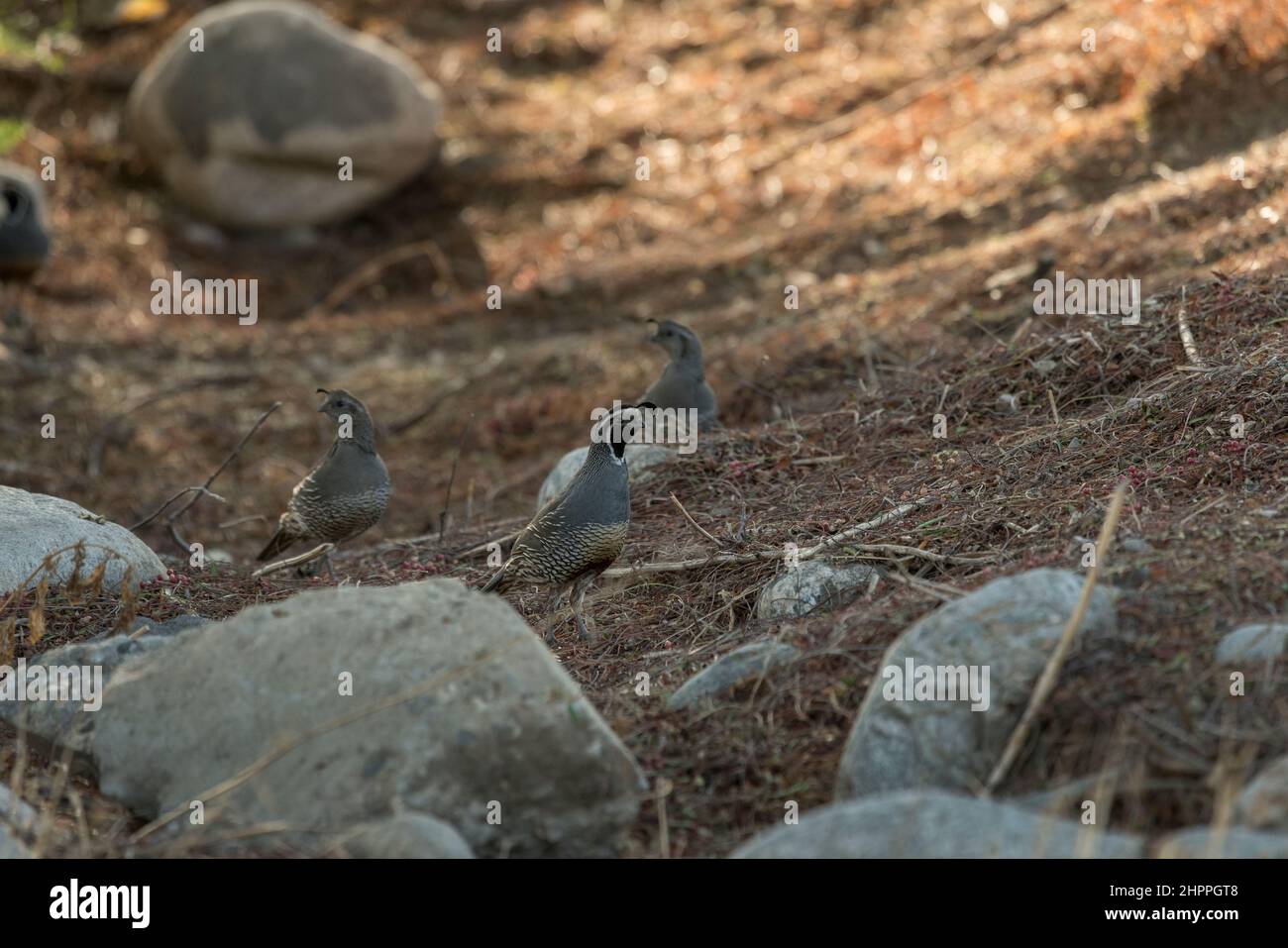 California quail Stock Photo