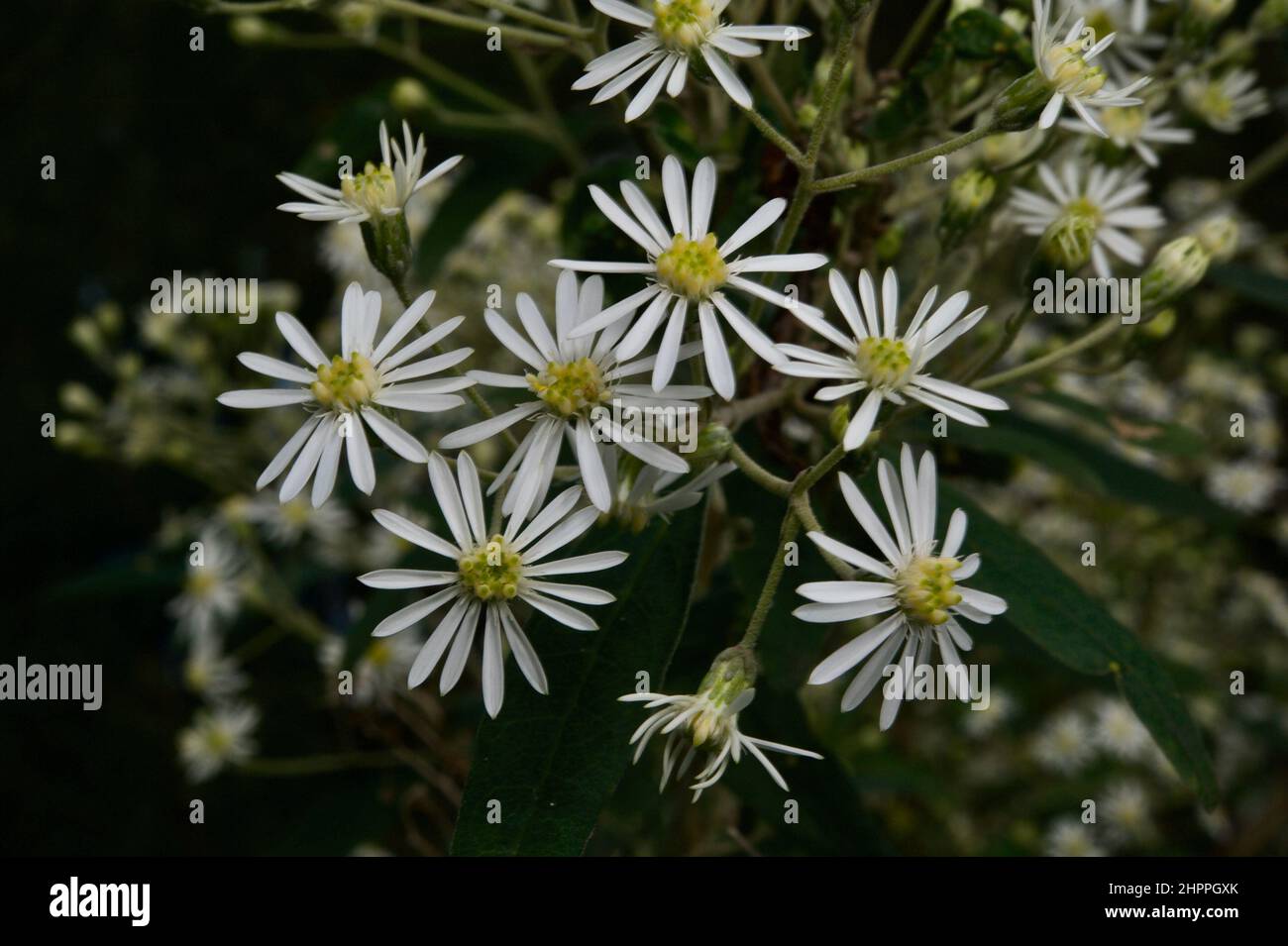 Snowy Daisies (Olearia Lirata) always provide a spectacular display when they flower, at Blackburn Lake Reserve in Victoria, Australia. Stock Photo