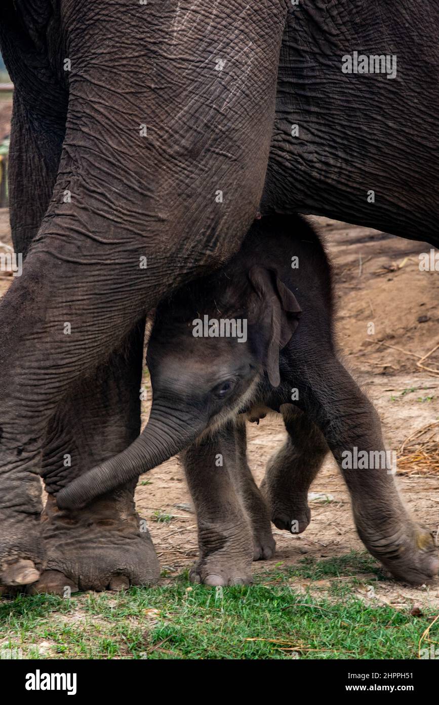 Mother and child. Female elephant with her calf in the park. Mother tenderness Stock Photo