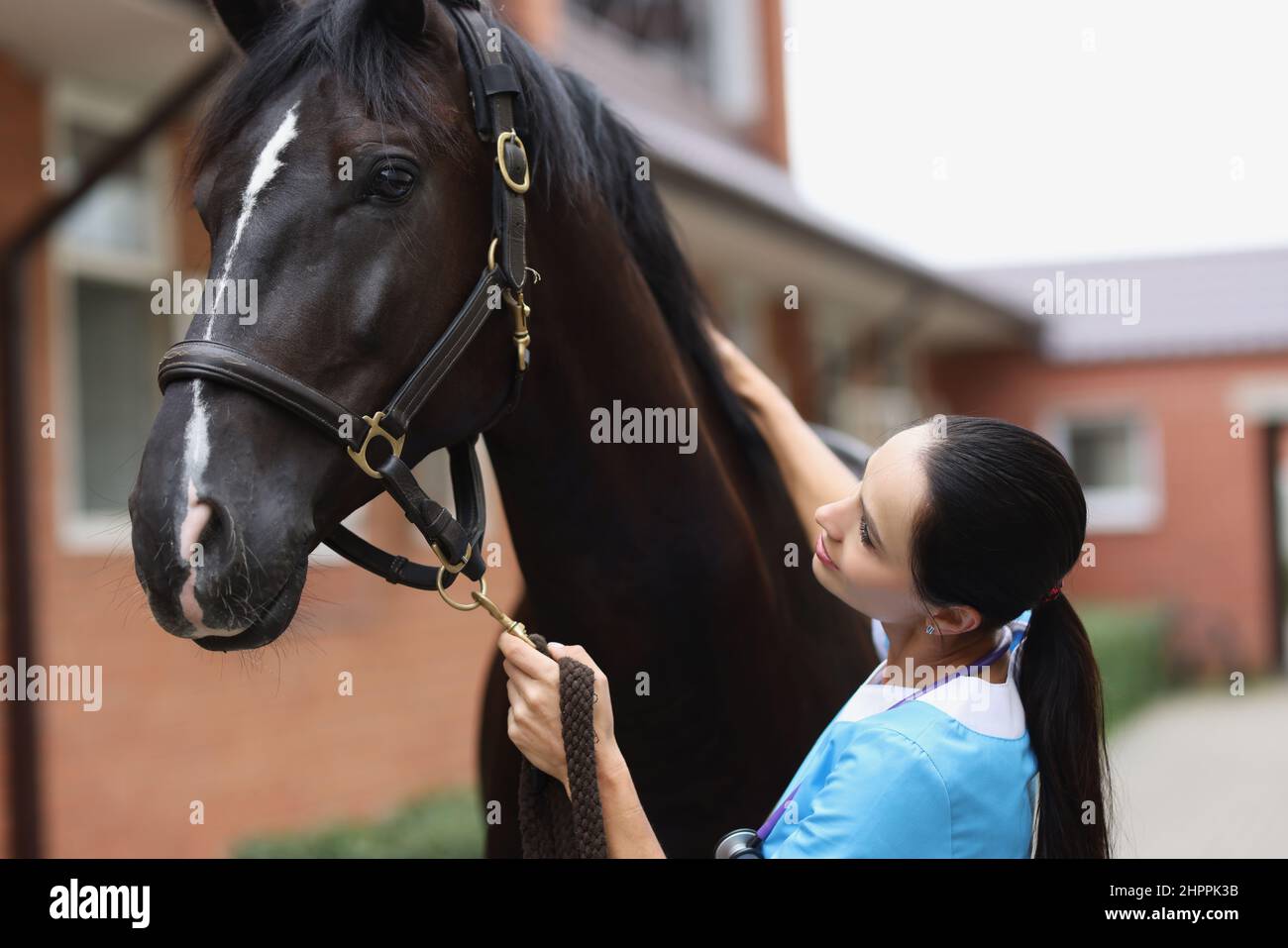 Veterinary doctor provides medical care to young horse. Veterinary
