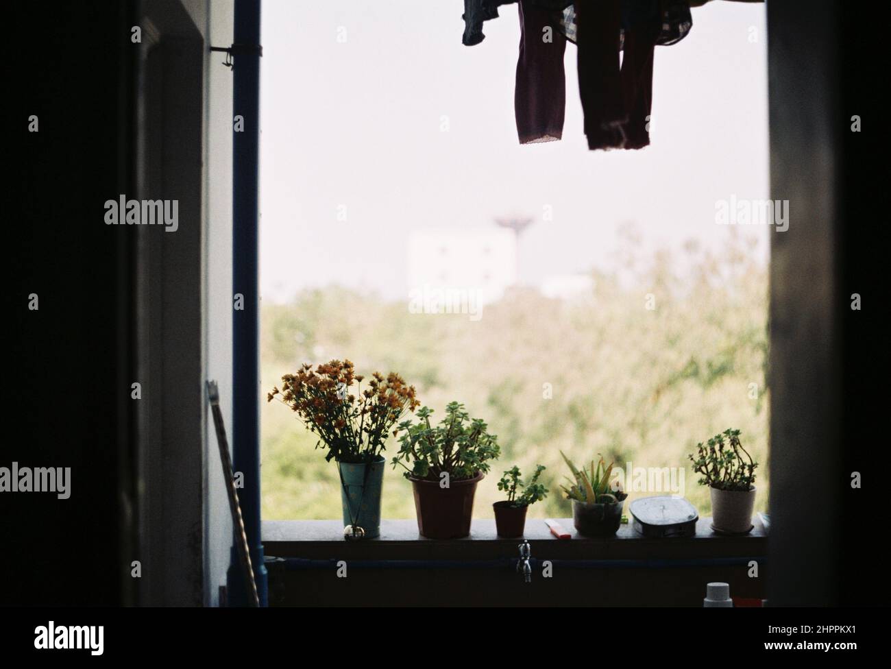 Flowers growing in pots on a window sill Stock Photo - Alamy